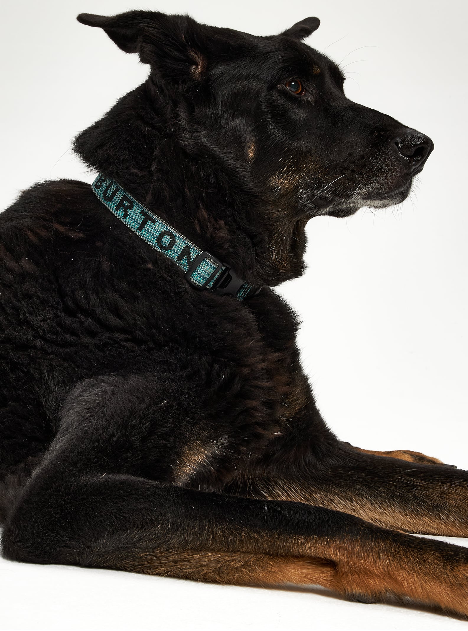Burton Dog Collar | Burton Snowboards Winter 2021 US